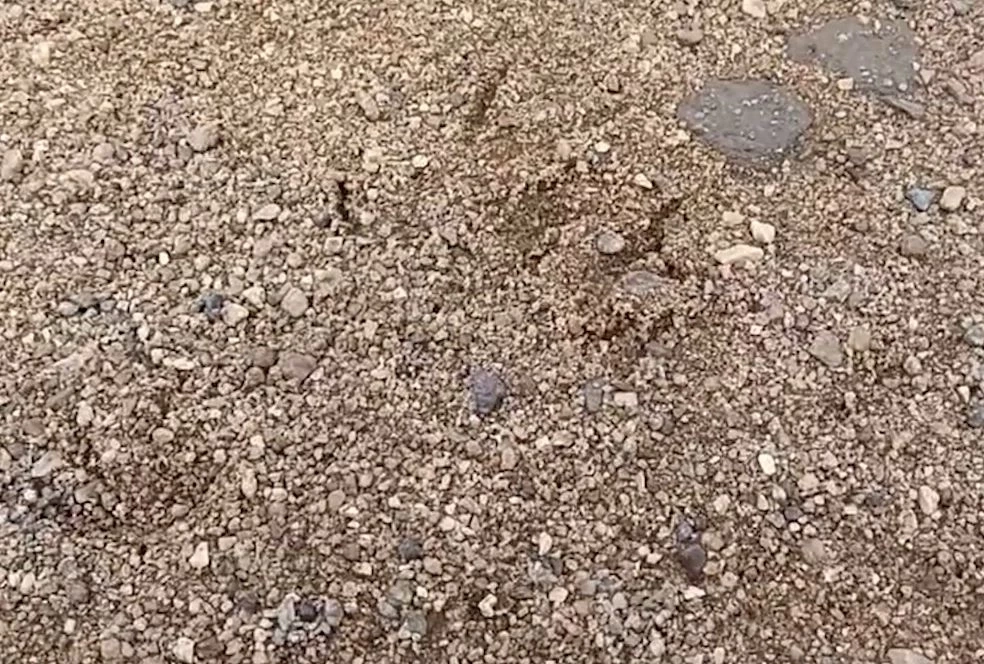 ผวา! จระเข้คณะแสดงโชว์ ยาว 2.5 เมตร หลุดลงแม่น้ำปิง เร่งไล่ล่า-ยังไร้วี่แวว