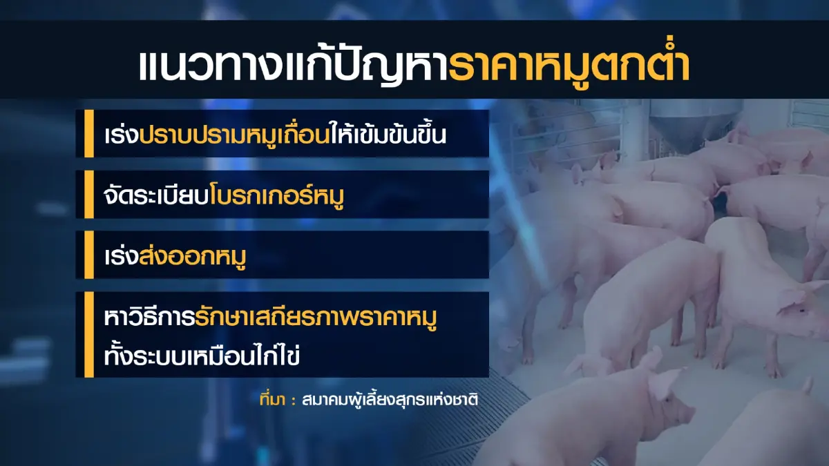สมาคมผู้เลี้ยงสุกรแห่งชาติ ถกกรมปศุสัตว์แก้ 'หมู' ราคาตก