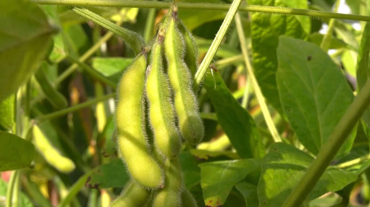 จีนแก้ปัญหาขาดแคลนถั่วเหลืองด้วยการปลูกแซมกับข้าวโพด (คลิป)