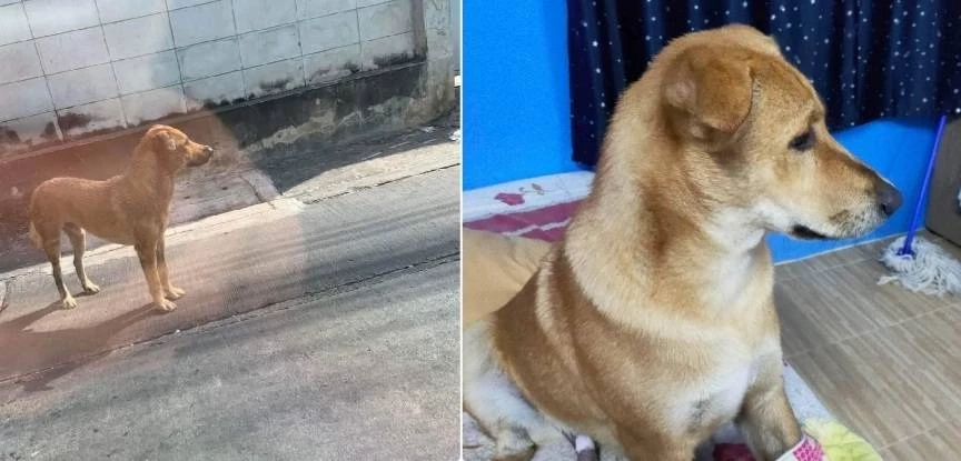 ป้าไม่ท้อตามหา“ลักกี้”สุนัขคู่ใจ มั่นใจยังมีชีวิตอยู่