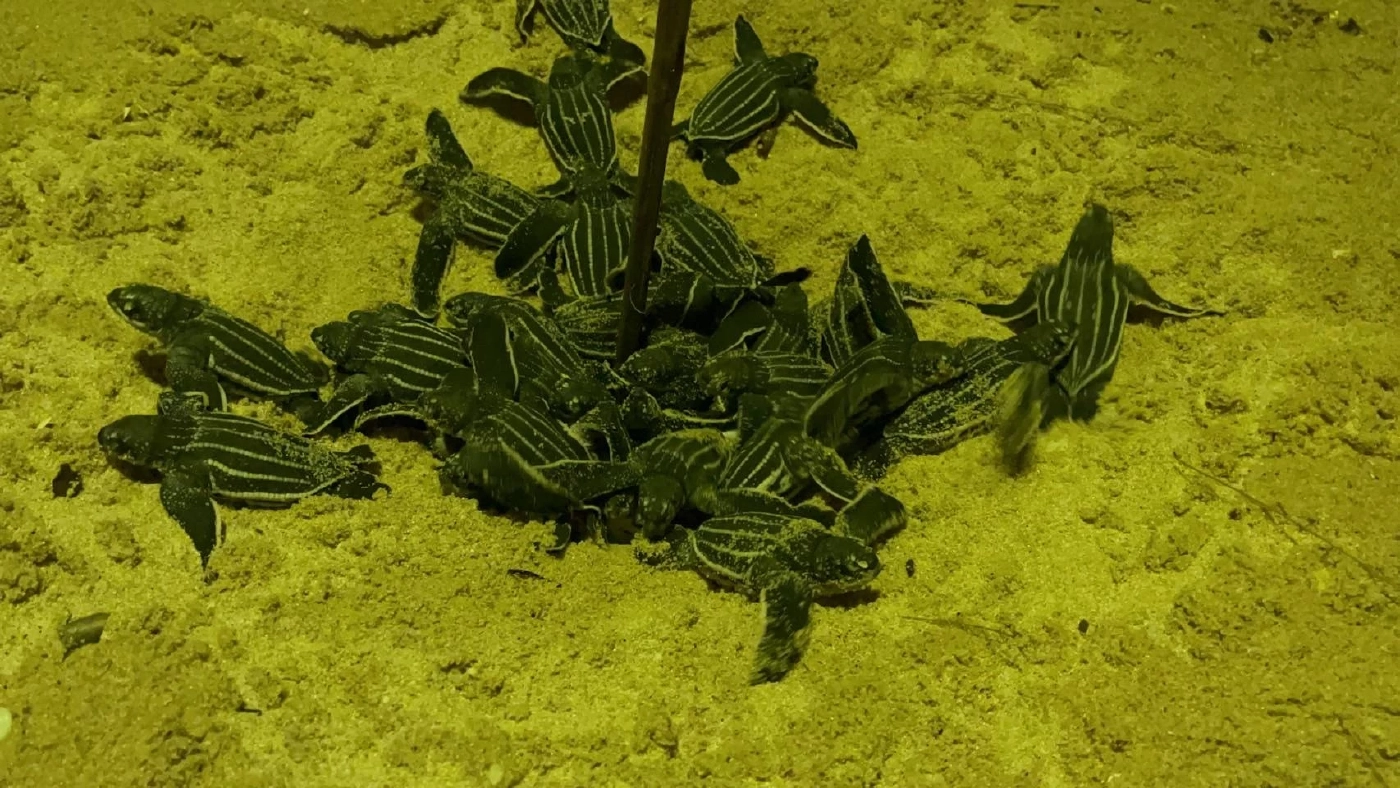 เปิดคลิป "ลูกเต่ามะเฟือง"รังที่ 4 คลานขึ้นจากหลุมฟัก หาดบางขวัญ จ.พังงา