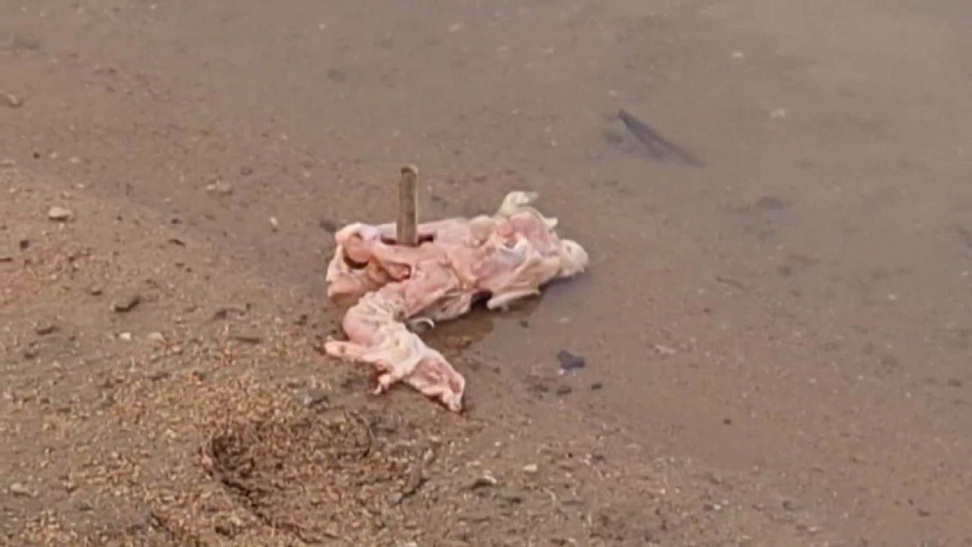 ระดมกำลังล่าจระเข้หลุดลงแม่น้ำปิงทั้งคืน ยังไร้วี่แวว