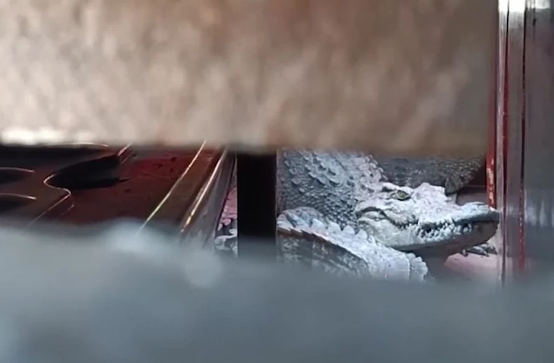 ตร.แจ้งข้อหาเจ้าของจระเข้ ทำหลุดลงแม่น้ำปิง ล่าสุดพบออกนอกพื้นที่แล้ว