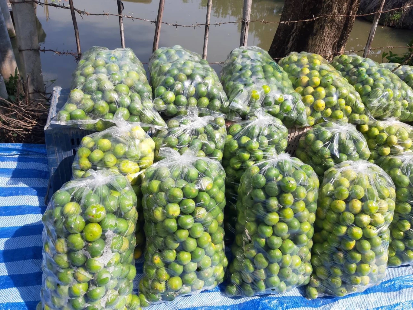 เกษตรกรสวนมะนาว วอนเห็นใจ ราคาแพง 2 เดือน แต่รายได้ต้องใช้เลี้ยงสวนทั้งปี