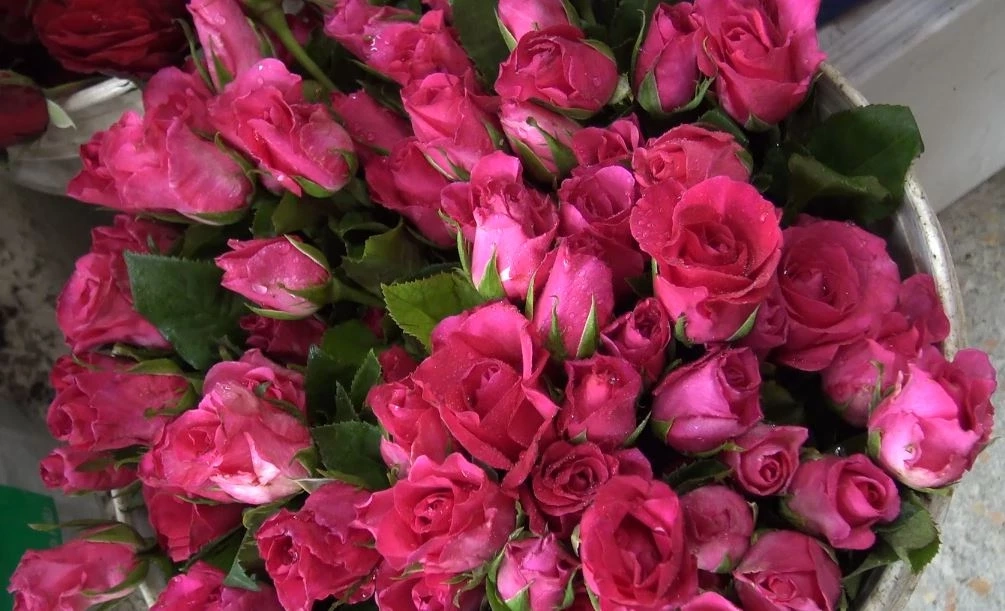 ลูกค้าแห่สั่งจอง กุหลาบวาเลนไทน์ แม้ราคาแพงขึ้น 2 เท่าตัว