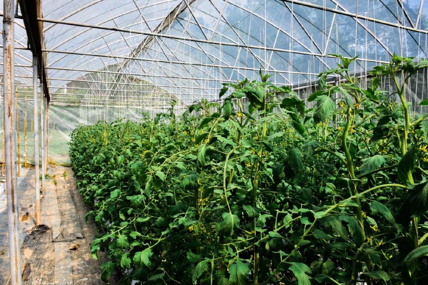 จากถนนทางหลวง สู่ "ดอยภูลังกา" สัมผัสทะเลหมอก และ ทิวเขาดุจภาพวาด