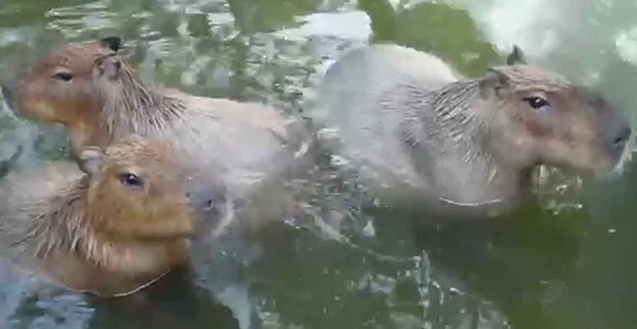 สวนสัตว์เปิดเขาเขียว ชวนเที่ยวแก้ชง ทำบุญอุปถัมภ์สัตว์ป่า เสริมบุญบารมี