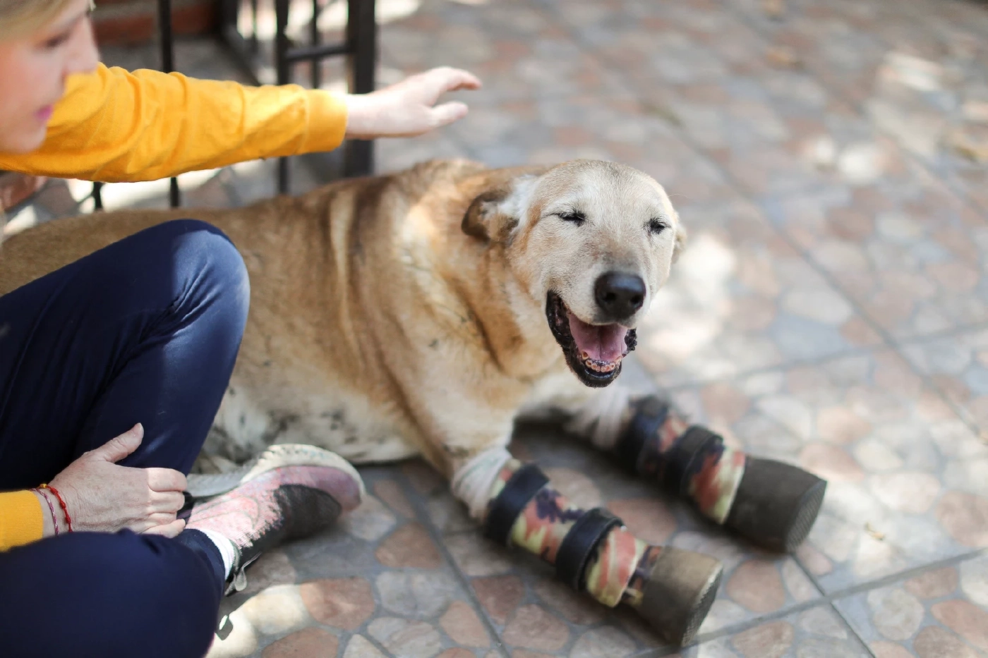 สุนัขที่รอดจากการทารุณของแก๊งค้ายา สู่ตำแหน่งสัตว์เลี้ยงตัวโปรด