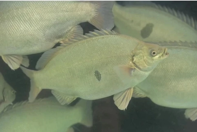 "ปลาหยก"  1 ใน13 สัตว์น้ำต่างถิ่นที่ห้ามเพาะเลี้ยงในไทย 