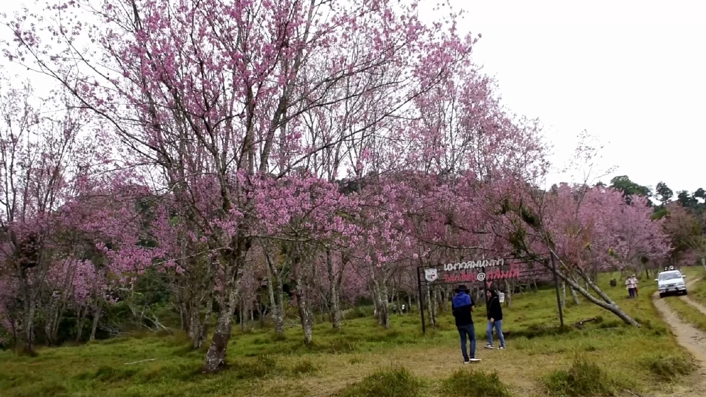 ปิดแล้ว "ภูลมโล" ถิ่นซากุระเมืองไทย พบกันใหม่ปีหน้า