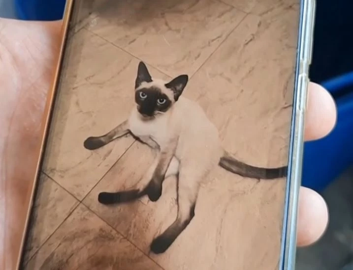 หนุ่มโพสต์ตามหาแมวหาย ใครพบตัว จ่ายทันที 1 แสนบาท