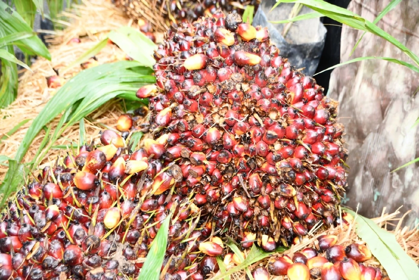 "กรมวิชาการเกษตร" ตั้งเป้าผลิตเมล็ดงอก ปาล์มน้ำมัน 1ล้านเมล็ด ป้อนเกษตรกร