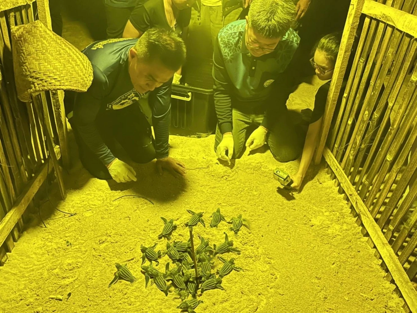 เปิดคลิป "ลูกเต่ามะเฟือง"รังที่ 4 คลานขึ้นจากหลุมฟัก หาดบางขวัญ จ.พังงา