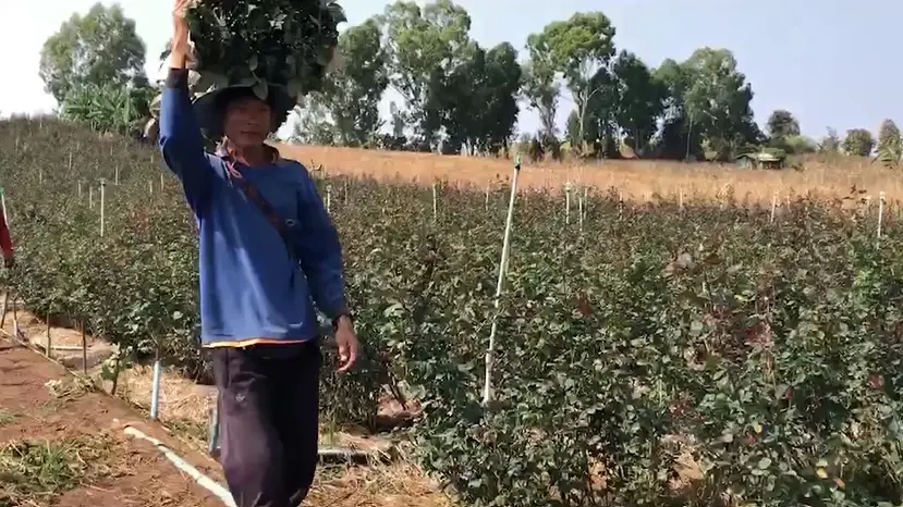 เกษตรกรยิ้มออก ราคากุหลาบพุ่งรับ "วาเลนไลน์" เกรดเอดอกละ 8 - 9 บาท