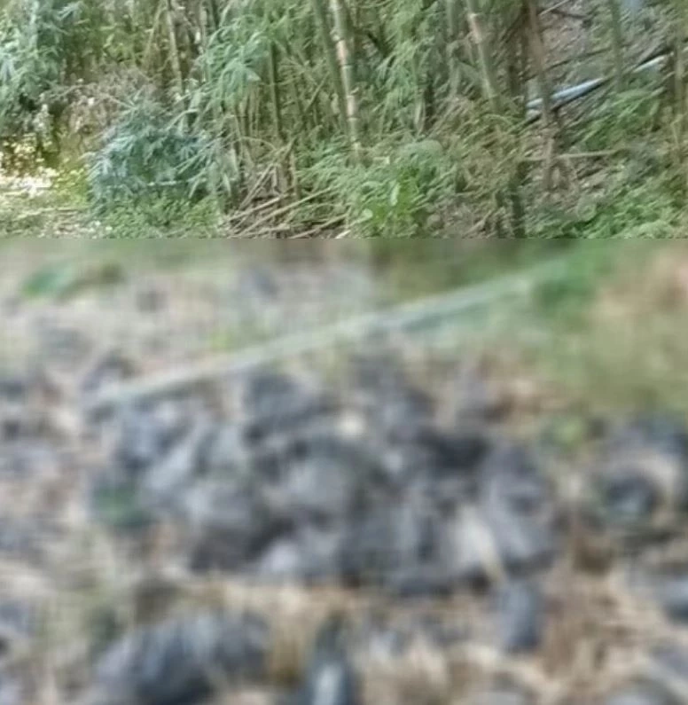 ภาพที่เกิดเหตุ