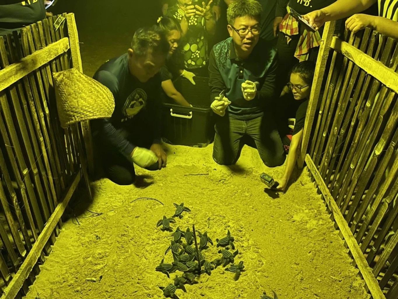 เปิดคลิป "ลูกเต่ามะเฟือง"รังที่ 4 คลานขึ้นจากหลุมฟัก หาดบางขวัญ จ.พังงา