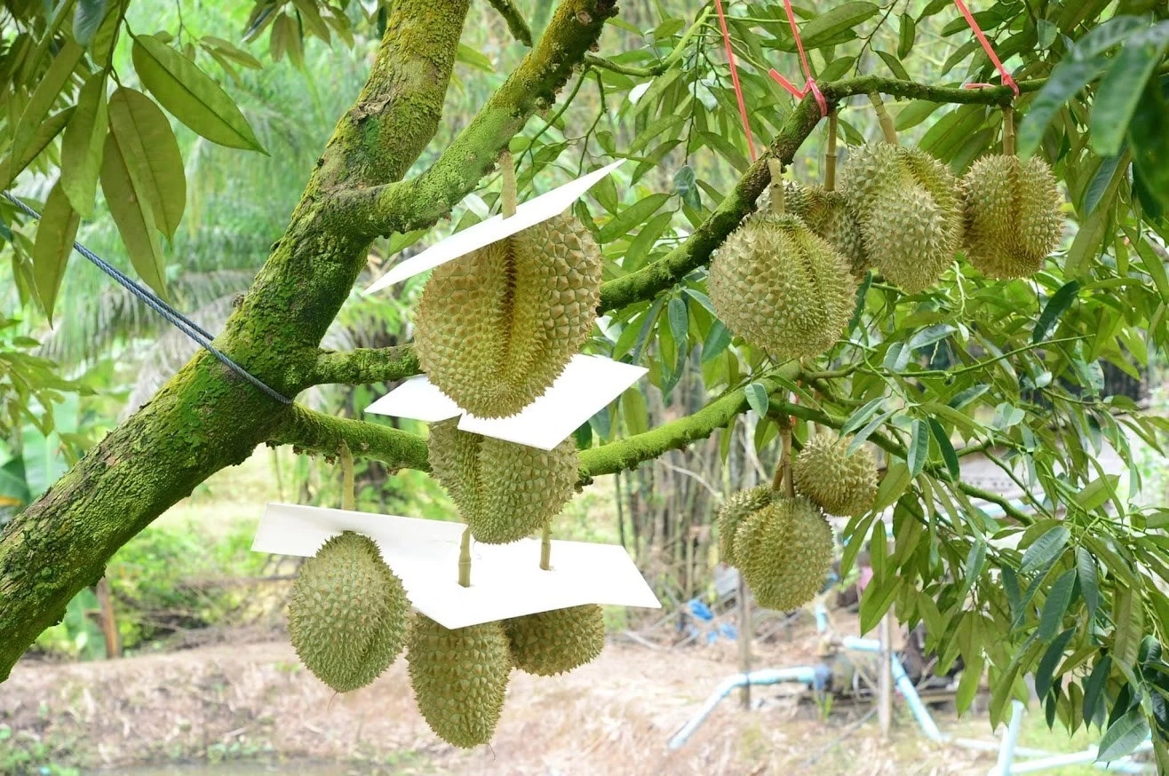 คุมเข้ม! ทุเรียนส่งออกจีน พบทุเรียนอ่อนไม่มีคุณภาพ ตัดสิทธิส่งออกทันที!