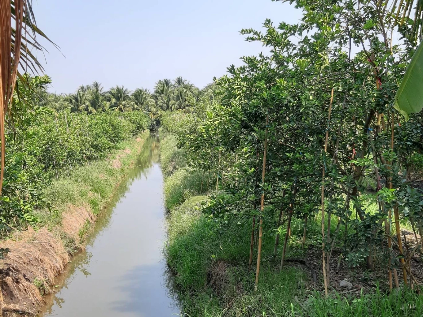 เกษตรกรสวนมะนาว วอนเห็นใจ ราคาแพง 2 เดือน แต่รายได้ต้องใช้เลี้ยงสวนทั้งปี