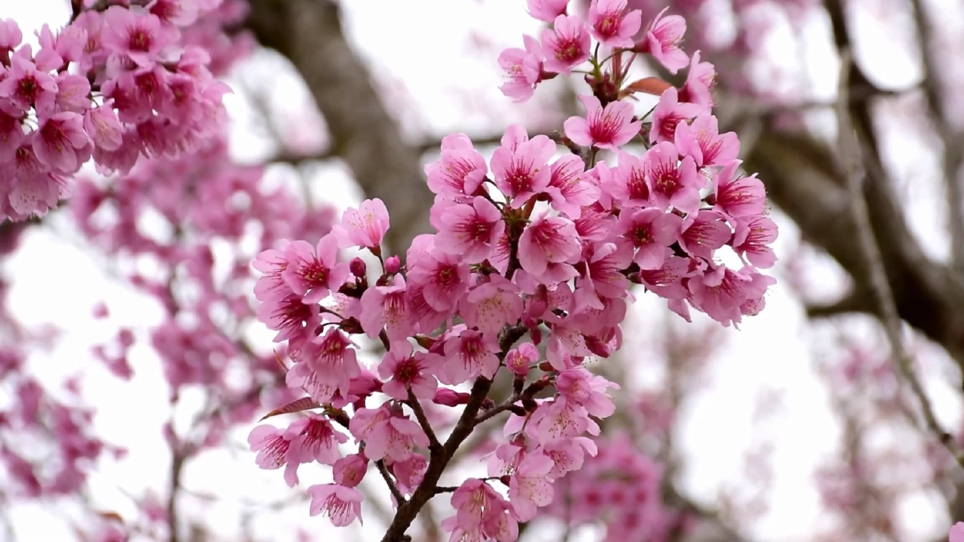 พบกันใหม่ปีหน้า ดอกนางพญาเสือโคร่ง หรือ ซากุระเมืองไทย