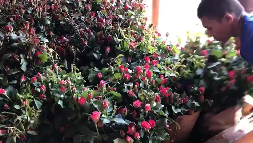 เกษตรกรยิ้มออก ราคากุหลาบพุ่งรับ "วาเลนไลน์" เกรดเอดอกละ 8 - 9 บาท