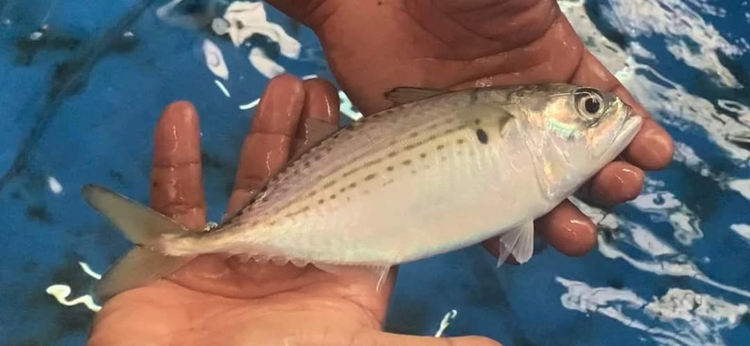 ปิดอ่าวไทย! ประจำปี 2566  ฟื้นฟูพันธุ์สัตว์น้ำ ในฤดูวางไข่