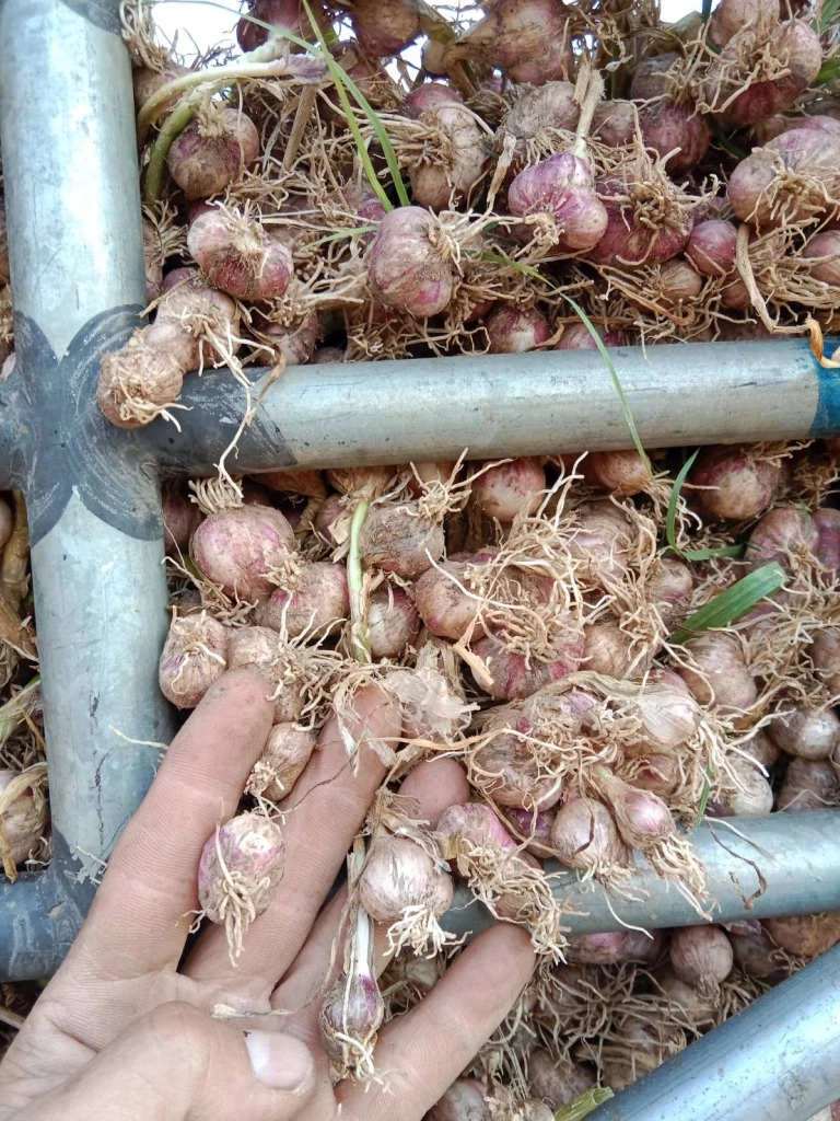 กรมการค้าภายใน ดันราคา”กระเทียมปาย” ตามนโยบาย "ตลาดนำการผลิต"