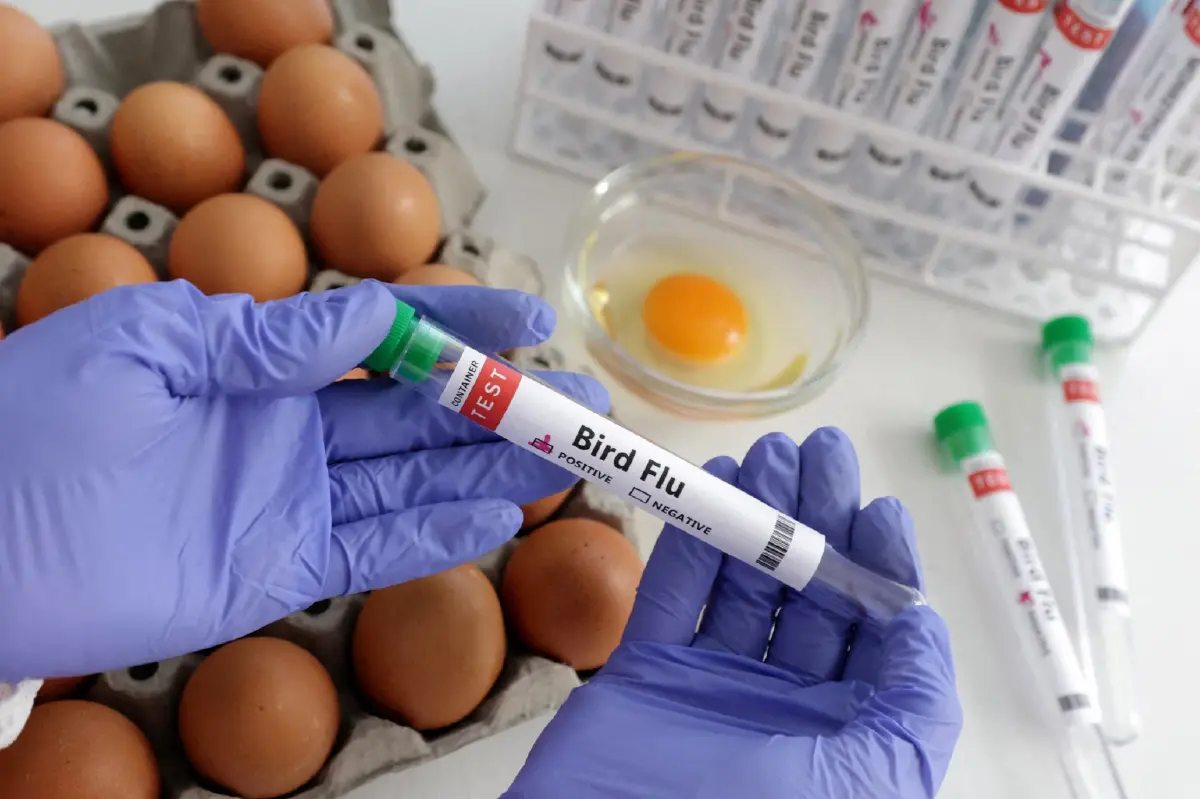 กรมอนามัย แนะปชช.อย่าตระหนก"ไข้หวัดนก" H5N1 ที่กัมพูชา พร้อมแนะวิธีป้องกัน