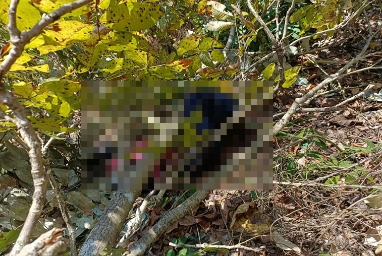 ร่างนายแดง สองสีจำปา (พ่อ)