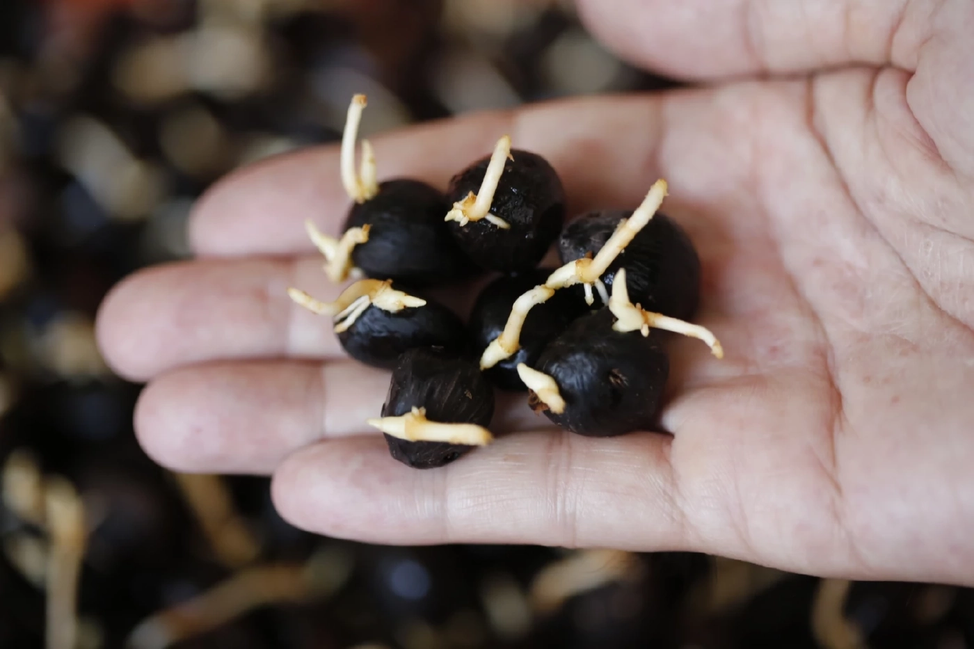 "กรมวิชาการเกษตร" ตั้งเป้าผลิตเมล็ดงอก ปาล์มน้ำมัน 1ล้านเมล็ด ป้อนเกษตรกร