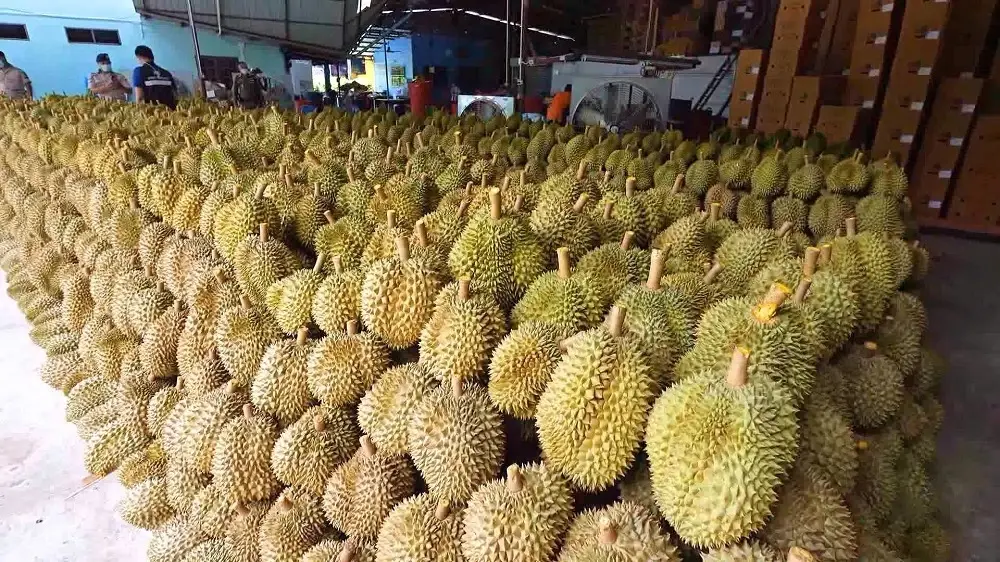 แฉไอ้โม่ง "บิ๊ก ขรก.เกษตรฯ" แอบสวมสิทธิ์ทุเรียน จากประเทศเพื่อนบ้านเข้าไทย