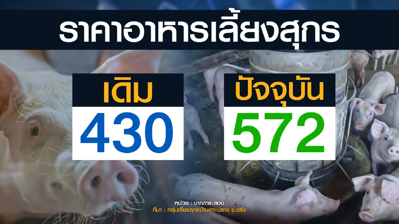 ผู้เลี้ยงหมูรายย่อยวอนรัฐสกัดลอบนำเข้า 'หมูเถื่อน'