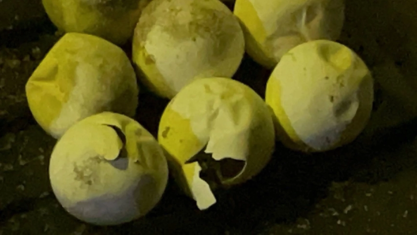 เปิดคลิป "ลูกเต่ามะเฟือง"รังที่ 4 คลานขึ้นจากหลุมฟัก หาดบางขวัญ จ.พังงา