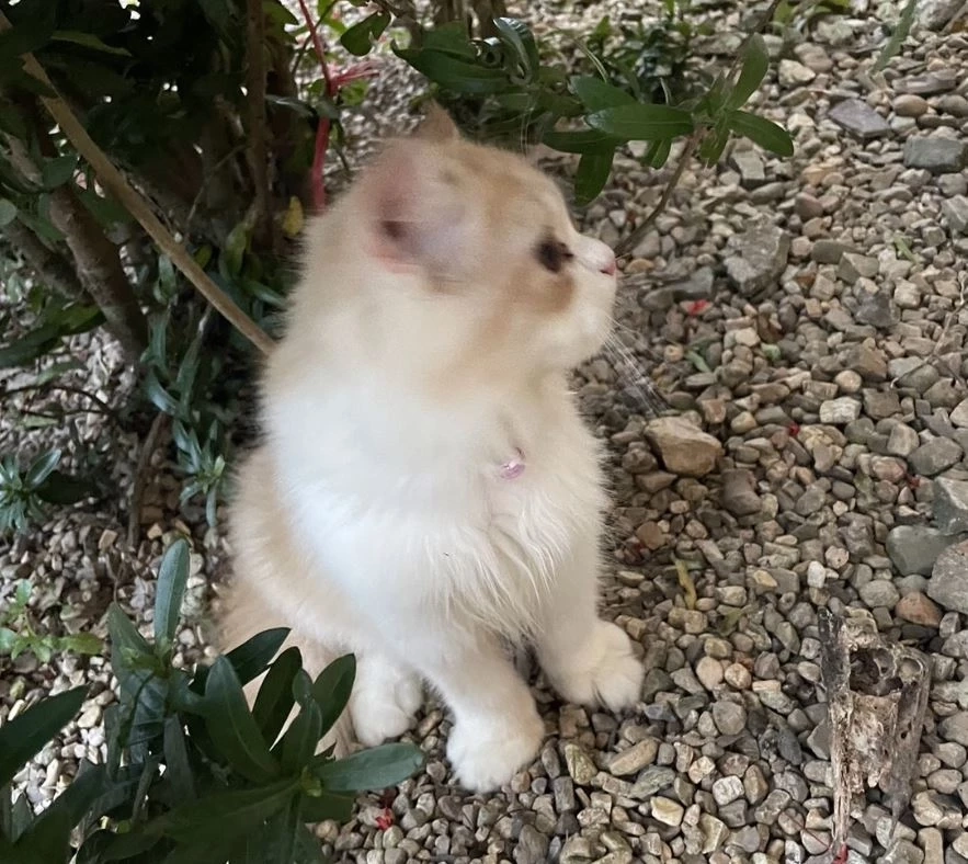 เพื่อนบ้านปัดฆ่าแมวบูชายัญ เผย เป็นอุบัติเหตุ-ไม่ได้ตั้งใจ