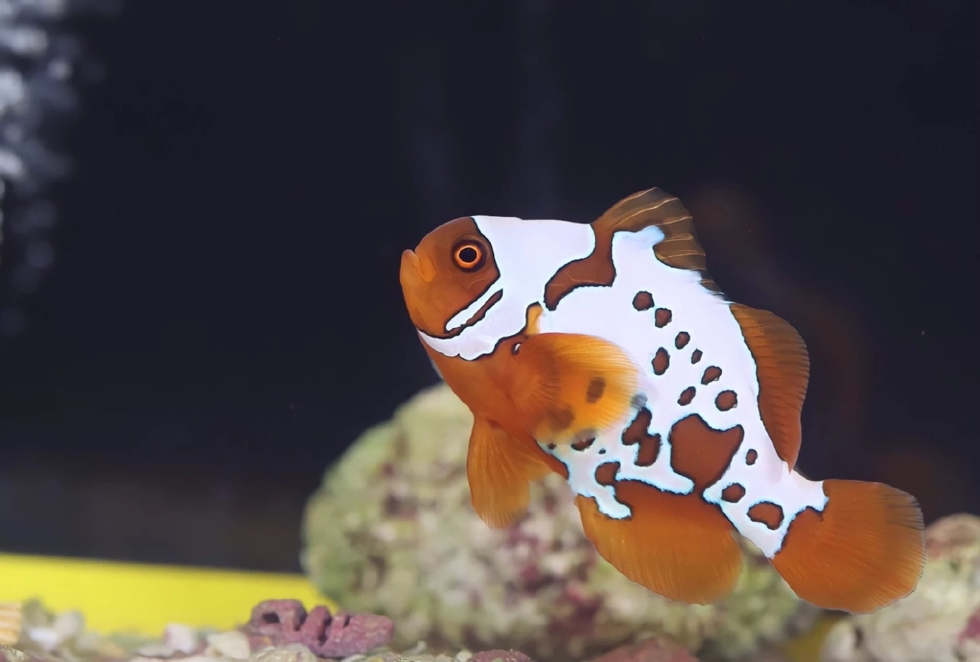 ปลาการ์ตูนโกลด์ครอสทันเดอร์ 