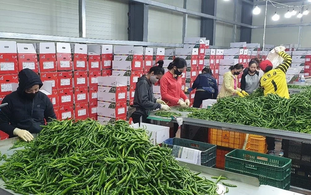 ข่าวดี! กรมการจัดหางาน สำรวจความต้องการแรงงานไปทำงาน "เกาหลีใต้"