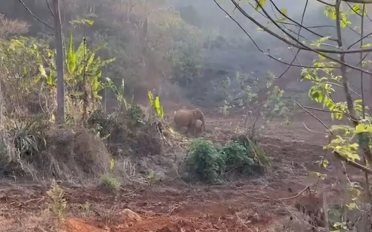 ช่วยได้แล้ว! ช้างป่าแม่-ลูก ตกหลุมยุบป่าเขาบ่อแร่ เร่งผลักดันกลับโขลง