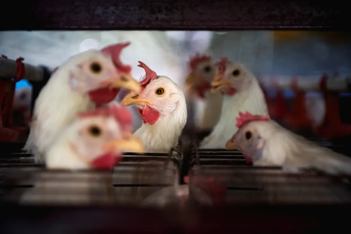 กรมอนามัย แนะปชช.อย่าตระหนก"ไข้หวัดนก" H5N1 ที่กัมพูชา พร้อมแนะวิธีป้องกัน