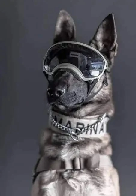 รำลึก 2 สุนัขผู้กล้าหาญ หลังทั่วโลกอาลัย "Proteo" ฮีโร่ 4 ขากู้ภัยตายในภารกิจตุรกี