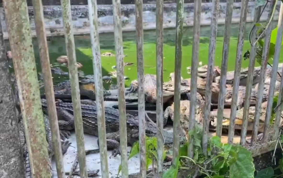 ชาวบ้านผวา จระเข้นับร้อยตัว ถูกทิ้งในบ่อเลี้ยง