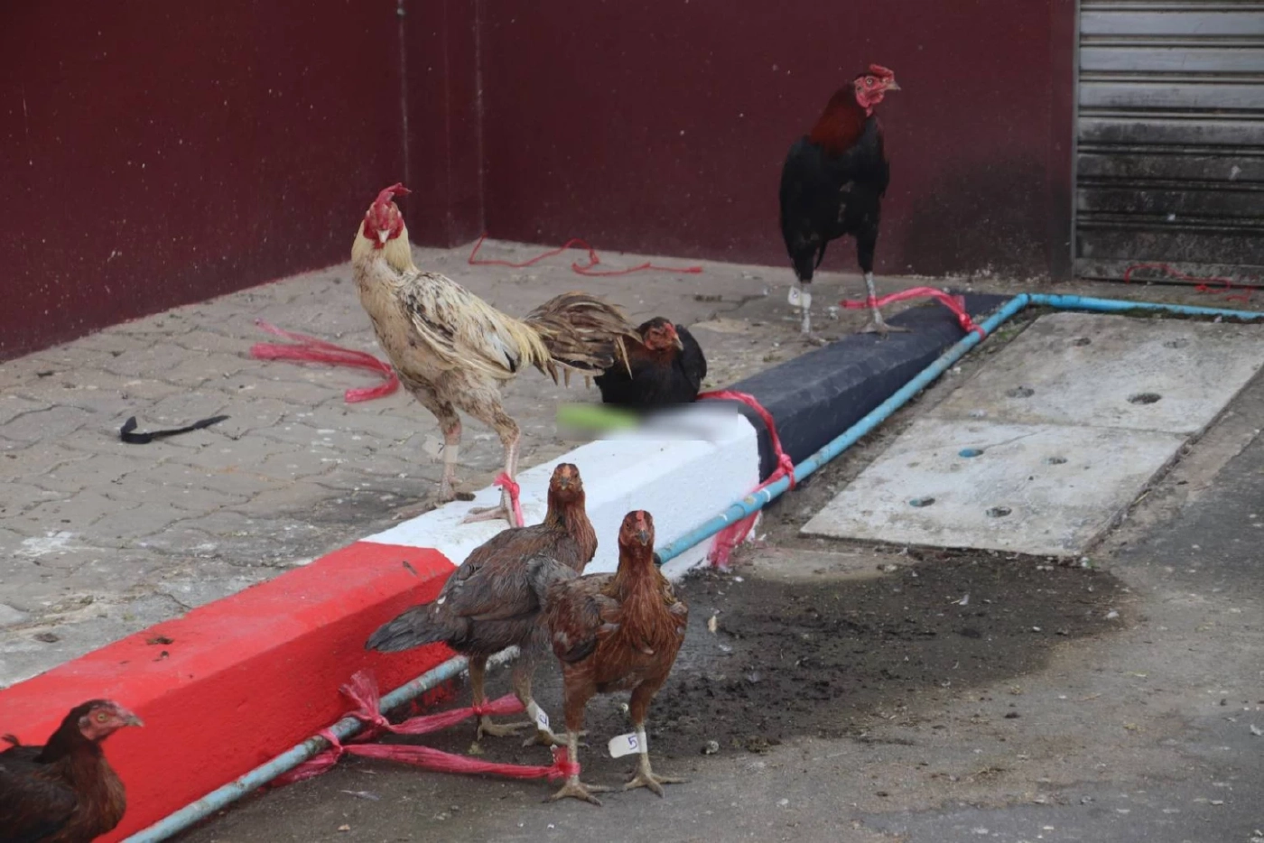 เซียนไก่ผวา แก๊งลักไก่ชนอาละวาด ที่พิษณุโลก