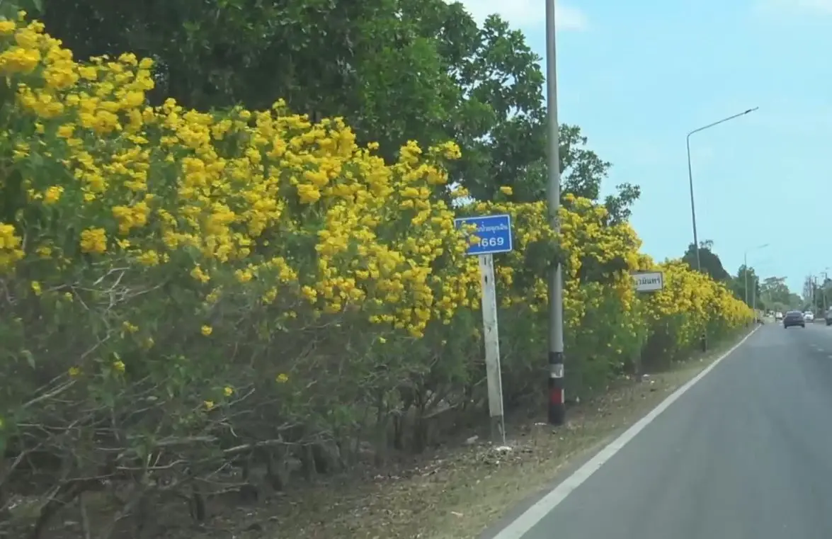 ต้นทองอุไร ออกดอกบานสะพรั่งสองข้างถนน เหลืองอร่ามในเมืองสงขลา