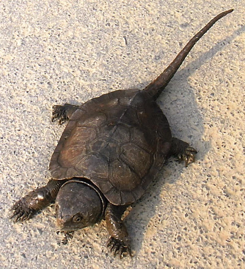 "เต่าปูลู" หรือ "เต่าปากนกแก้ว (Siamese Big-headed)"