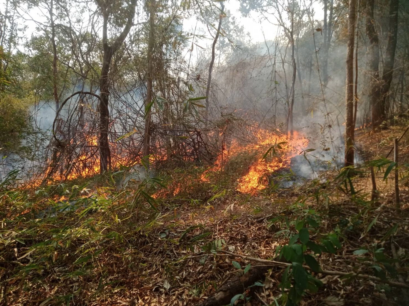 ไฟป่าพ่นพิษ อช.ภูกระดึง ออกประกาศห้ามเข้า ยกเว้นนักท่องเที่ยว