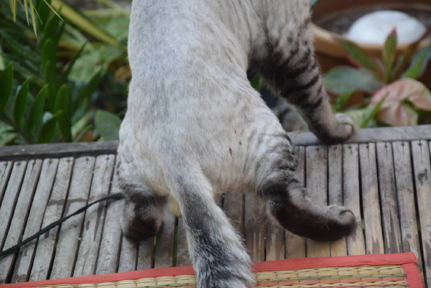 ครูสาวช้ำใจ พาแมวไปอาบน้ำตัดขน กลับมาบ้านพบหัวนมขาด เขี้ยวหักทั้ง 2 ข้าง