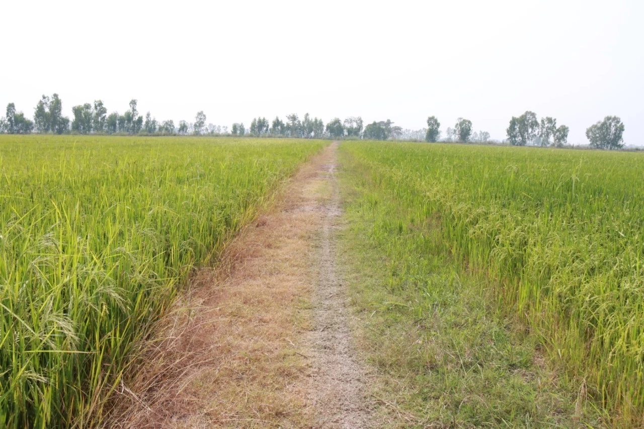 "กรมการข้าว" ชูชาวนาใช้จุลินทรีย์-สาหร่ายแกมเขียว ปลูกข้าว​ ลดสารเคมี​