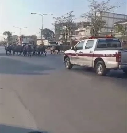 มายังไง? ควายหลุดถนน ตร.-กู้ภัย ช่วยกันไล่ต้อน เล่นเอาแตกตื่นทั้งคนทั้งควาย