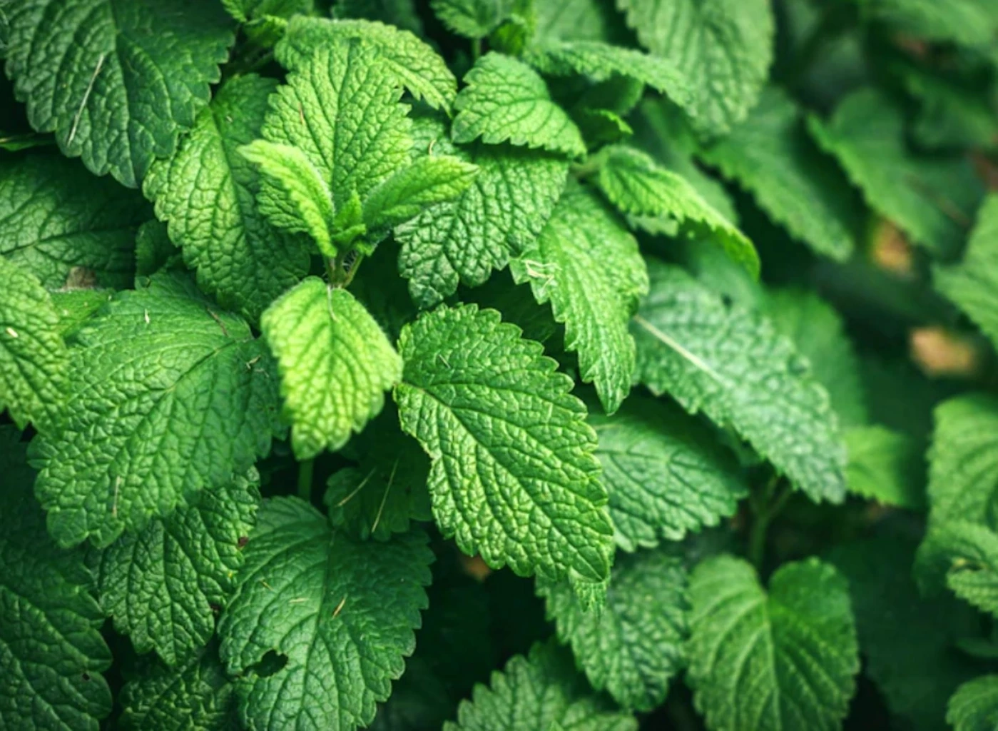 ‘หญ้าหวาน’ ตัวเลือกความหวานที่เป็นมิตรต่อสิ่งแวดล้อม