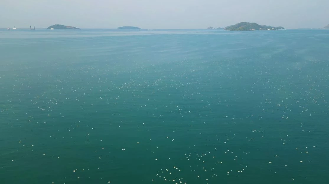 ฮือฮา "ปรากฏการณ์ดินทรายลอยทะเล" ลอยทั่วอ่าวดงตาลสัตหีบ