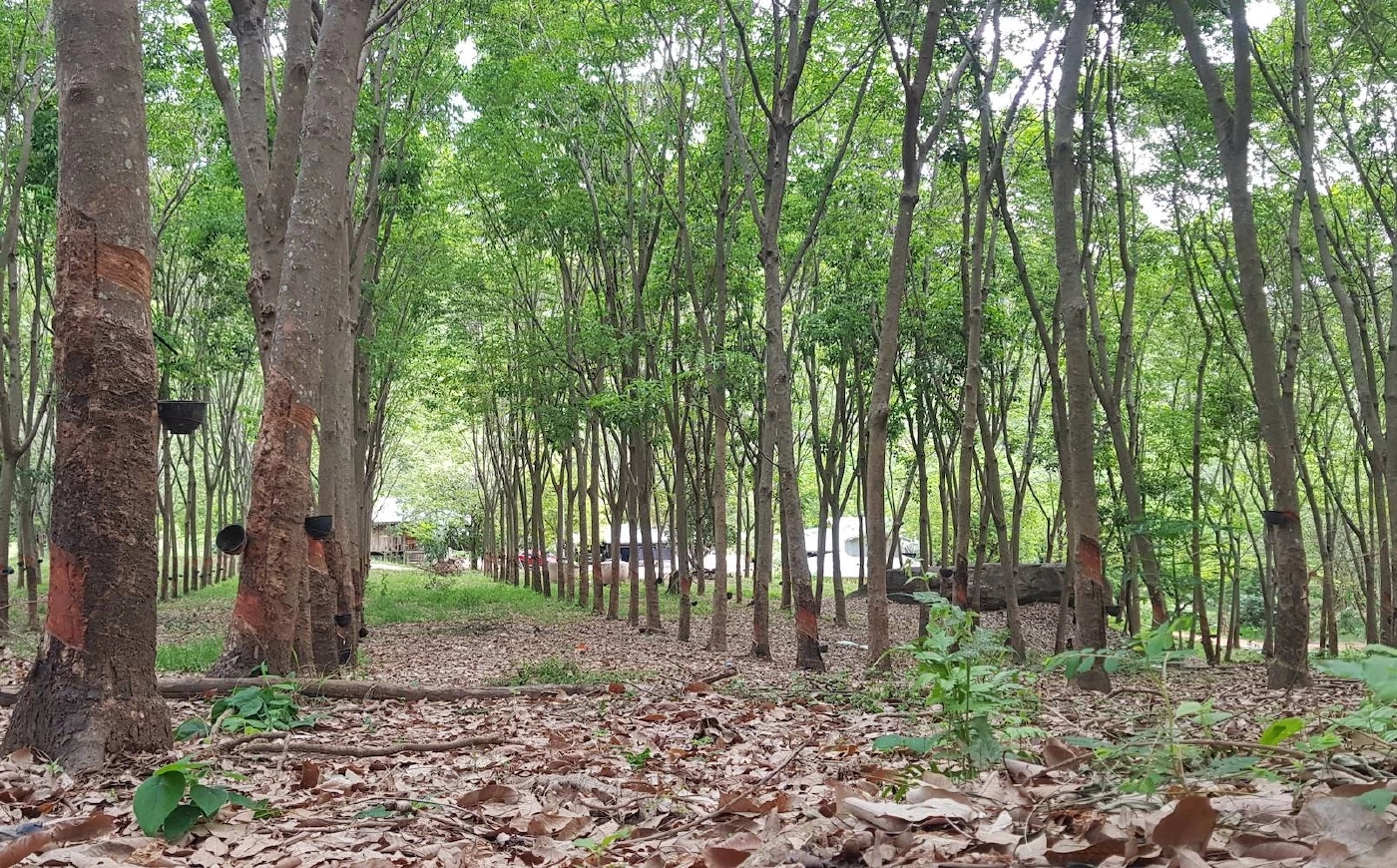 สวนยางอนุรักษ์สิ่งแวดล้อม...จุดเปลี่ยนสู่อนาคตที่สดใส