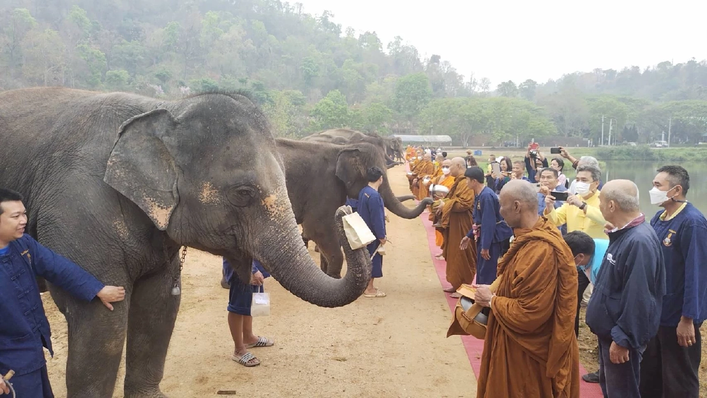 ศูนย์อนุรักษ์ช้างไทยลำปาง ทำบุญ“วันช้างไทย”ให้ช้าง-ควาญช้างที่ล่วงลับ